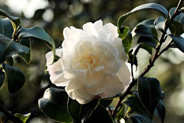 camellia-1883205_1280