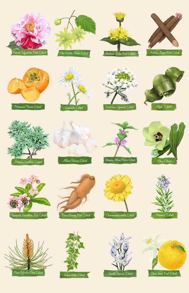 22種類の植物由来成分を紹介するオリジナルイラスト全景